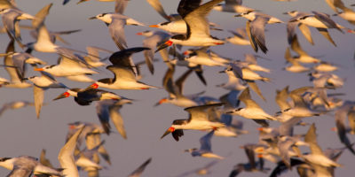 黑斯皮姆斯，三明治燕鸥和皇家燕鸥，德克萨斯州加尔维斯顿附近。