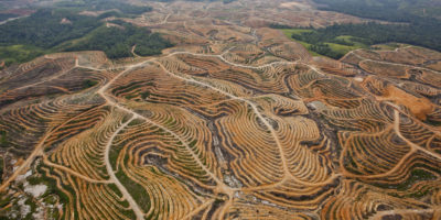 在印度尼西亚卡利曼丹中部的油棕榈种植园被清理的森林。