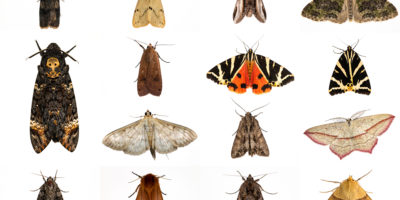 合成图像的飞蛾被困在一年一度的夜间昆虫普查于2013年10月在英国