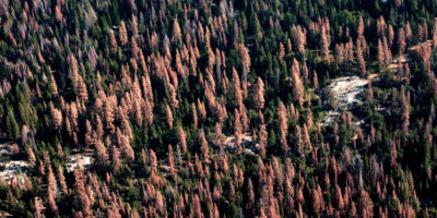 2016年8月，加州森林里的枯树。