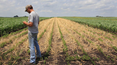 一名农民检查了爱荷华州米德堡大豆田中种植的黑麦覆盖作物。