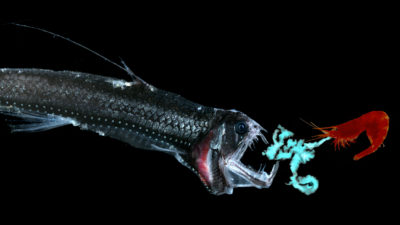 深海虾在其捕食者（一种蛇鱼鱼）上喷出生物发光化学物质。