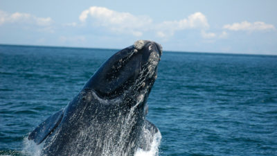 自2010年以来，至少有48头北大西洋露脊鲸被捕杀。