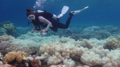 俄耳甫斯岛附近的一个研究员,澳大利亚确认珊瑚白化上个月在空中调查。