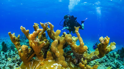 研究潜水员在佛罗里达州钥匙国家海洋保护区中寻找石质珊瑚组织损失疾病的迹象。