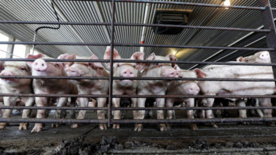 北卡罗来纳州法尔维尔的埃弗里特·墨菲尔农场（Everette Murphrey Farm）的年轻猪。该州的900万只猪每年产生100亿加仑的废物。
