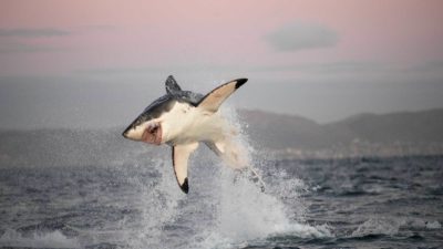 开普敦（Cape Town）的一条大鲨鱼（Cape Town）跳跃，追求海豹。
