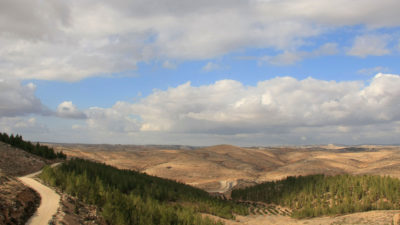 yatir森林在Negev沙漠。