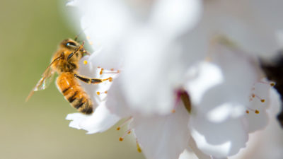 蜜蜂授粉在加利福尼亚州麦克海兰杏仁果园的开花。