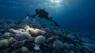 一名潜水员在2019年检查了法属波利尼西亚的漂白珊瑚。