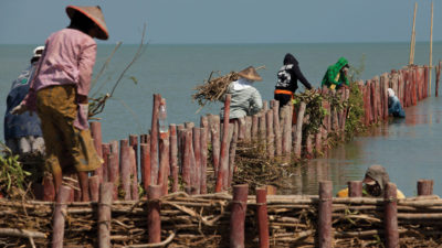 印度尼西亚爪哇省Demak区的村民有助于维护天然的木壁墙。