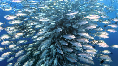 学校地方在墨西哥卡波表示“肺”国家公园的一个小保护区丰富的海洋生物。