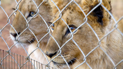 狮子在圈养繁殖狮子在南非旅游营地。