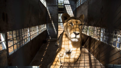 一只圈养繁殖的狮子在南非被运送。