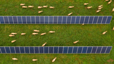 澳大利亚达博的羊吃草和太阳能电池阵列。