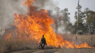 马里兰州黑水国家野生动物保护区附近的受控烧伤。