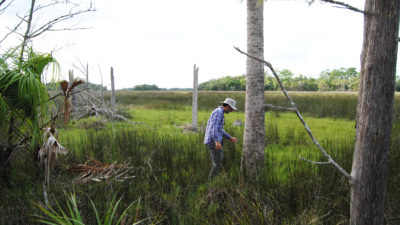 生态学家戴维·卡普兰（David Kaplan）在佛罗里达州洋基镇（Yankeetown）的Withlacoochee海湾保护区中调查垂死的沿海树。