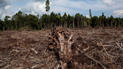 森林砍伐的泥炭地清除了2014年在印度尼西亚苏门答腊制造纸浆和纸制品的清理工作。