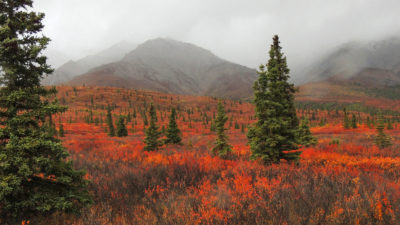 矮小的桦树和杨柳领域在阿拉斯加的Denali国家公园。
