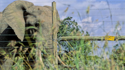 一头非洲大象，旁边是肯尼亚莱基皮亚的电围栏。