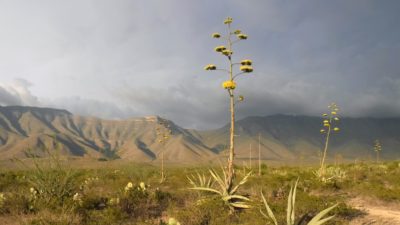 在墨西哥埃斯坦克·德诺里亚斯（Estanque de Norias）开花的agaves。