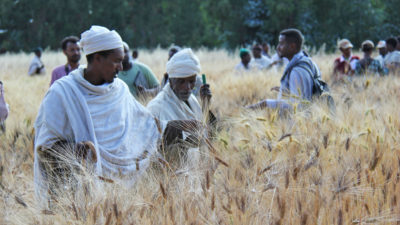 埃塞俄比亚农民检查小麦品种试验的结果。