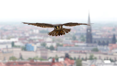 一名是德国莱比锡飞越飞越德国莱比锡的猎鹰。与农村地区相比，在城市中，花素的生存和繁殖更容易繁殖。