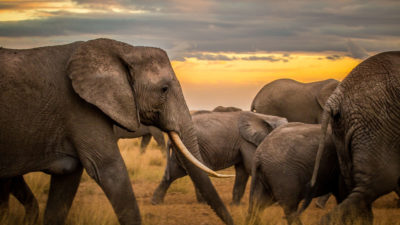 肯尼亚的大象牧群。