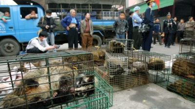 2004年中国官员在广州野生动物市场中查获了仙境猫，以防止SARS病毒的传播。