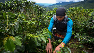 一名工人收获咖啡附近的咖啡，哥伦比亚在5月份哥伦比亚。