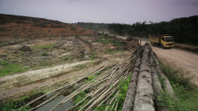 印度尼西亚的一个森林区域被清除，为油棕种植园做出了方法。