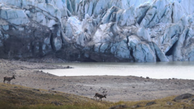 在Kangerlussuaq附近，格陵兰岛附近的北美驯鹿群体因季节周期的变化而下降。