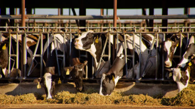 荷斯坦母牛喂养在玛德的乳制品农场，加利福尼亚。