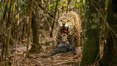 美洲虎将其猎物守卫在巴西戈伊斯的猎物，是白色的胸部。