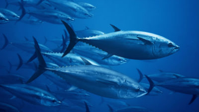 葡萄牙马德拉岛海岸的大西洋蓝鳍金枪鱼。