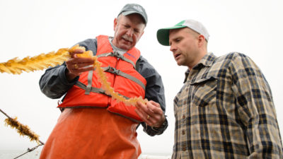 海洋农民布伦·史密斯（Bren Smith）（右）和生物学家查尔斯·雅里什（Charles Yarish）检查收获海带。