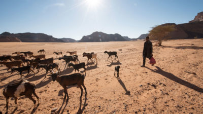 一个小男孩在利比亚高止山脉地区饲养他的山羊，在过去的100年中，该山羊主要转变为沙漠。