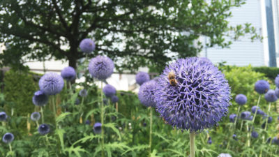 芝加哥的卢里花园已经成为蜜蜂和其他传粉者的重要家园。