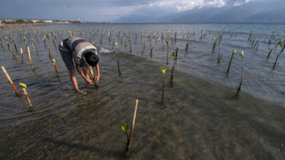 当地的一名志愿者将新生长的红树林与印度尼西亚Teluk Palu海滩的股份联系在一起。