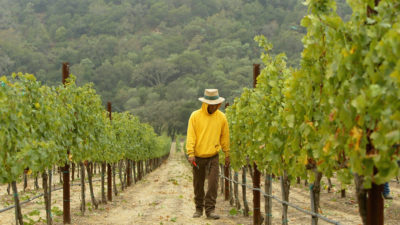 加利福尼亚纳帕谷的一家酒庄，每年将约500英亩的土地转变为葡萄园。