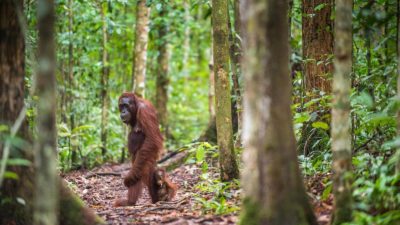 一只猩猩和年轻的婆罗洲,印度尼西亚。