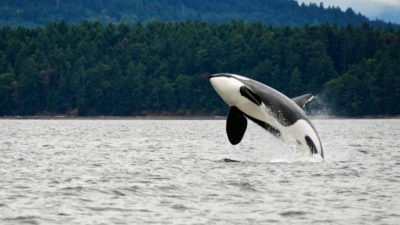只有75只杀手鲸留在盐水中，一个水道跨越西部美国 - 加拿大边境。