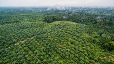 油棕种植园侵占雨林在西加里曼丹,印度尼西亚。