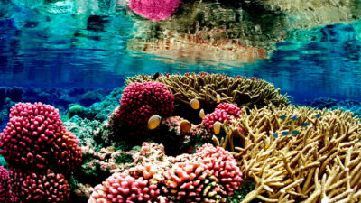 太平洋Palmyra环礁国家野生动物保护区的一个珊瑚礁。