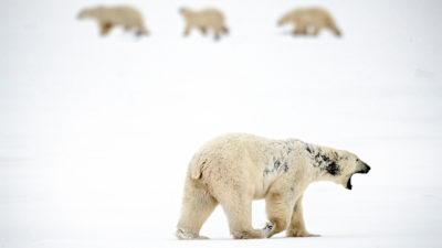 一只雄性北极熊患了秃发，导致他的脖子和侧面有黑色的斑块。