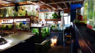 鱼缸在伊利的一个家的地下室，科罗拉多州含有数十种威胁物种，包括一些在野外灭绝的东西。