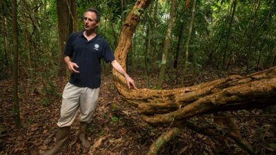 生态学家斯特凡·施尼策在巴拿马的巴罗科罗拉多岛上种植藤本植物，这是一种木质丛林藤本植物。