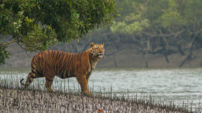在印度西孟加拉邦的印度州孙丹顿国家公园的一只老虎。