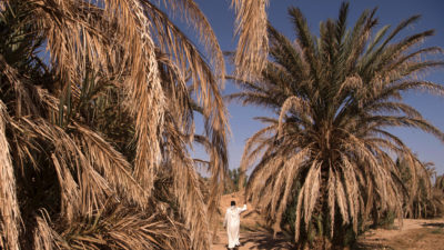 来的棕榈树在摩洛哥的Tafilalet绿洲2016年10月。