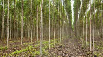 泰国的桉树种植园，在那里收获树木为纸制作纸浆。